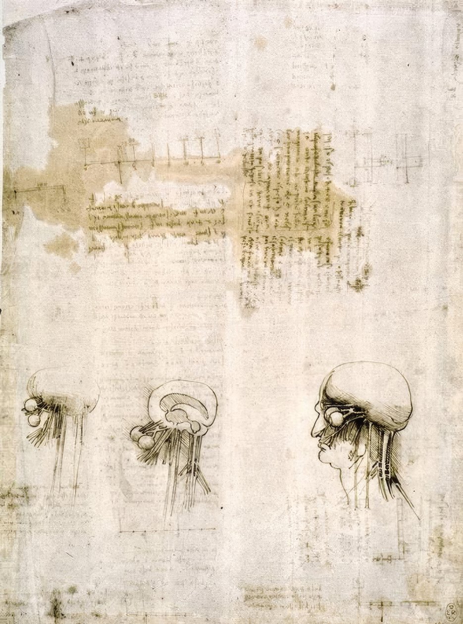 Anatomiestudien av Leonardo da Vinci