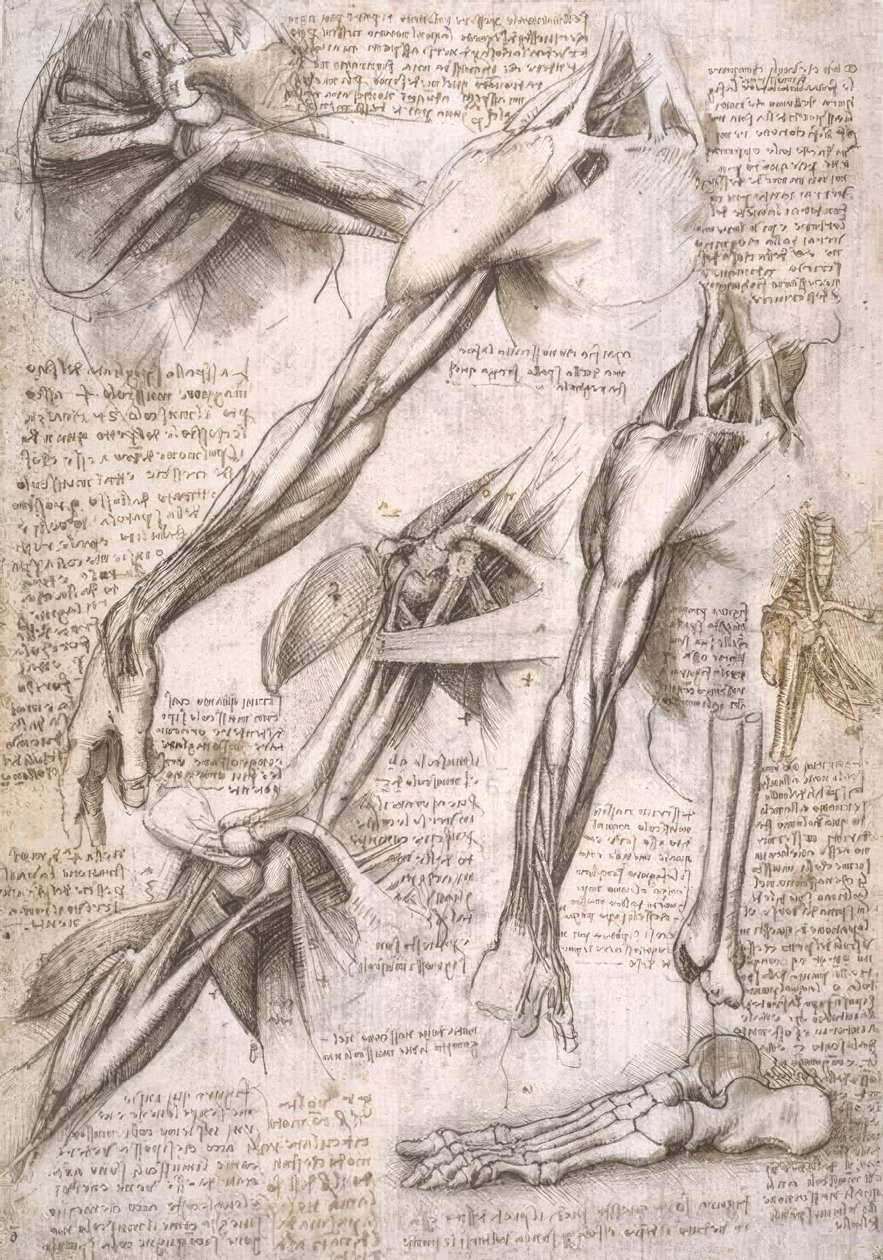 Anatomiestudien av Leonardo da Vinci