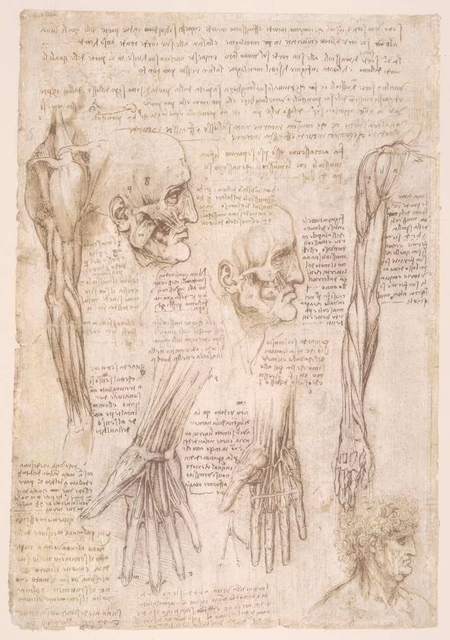 Anatomiestudien av Leonardo da Vinci