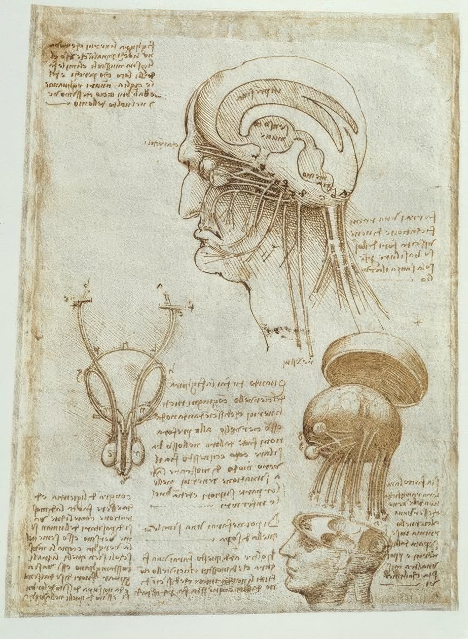 Anatomistudier: hjerne, ventrikler og kranienerver / mannlig av Leonardo da Vinci