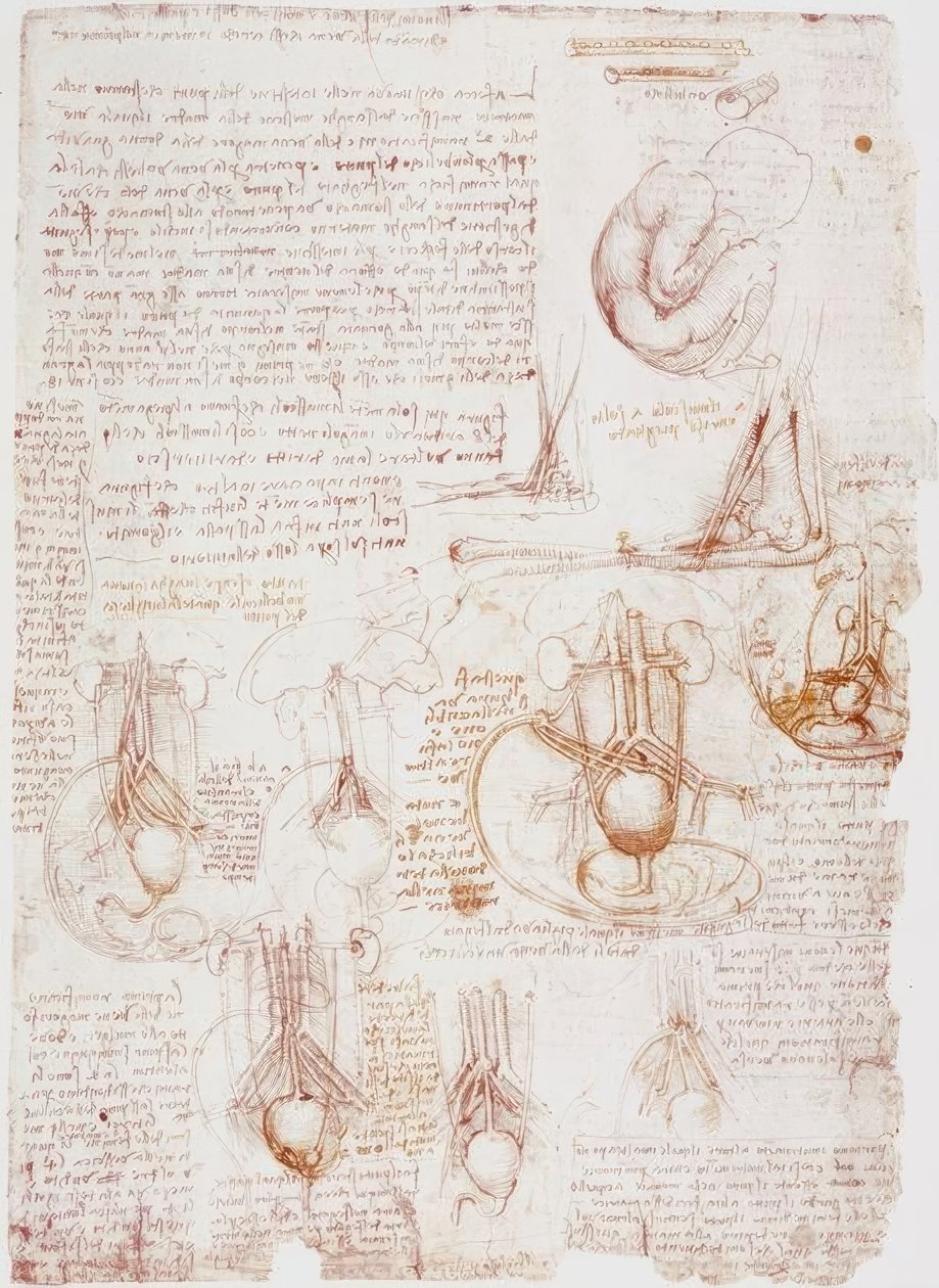 Anatomistudier: navlestreng / foster ... av Leonardo da Vinci