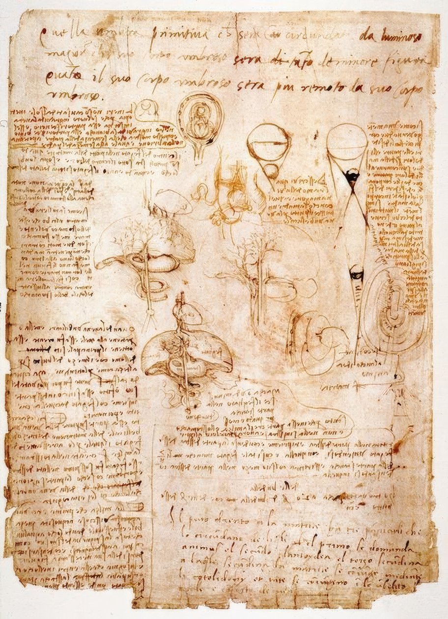 Anatomistudier: organer i magen ... av Leonardo da Vinci