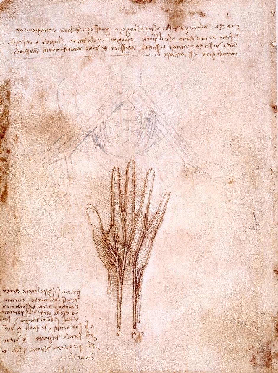 Anatomistudier: skisse av bekkenkarene ... av Leonardo da Vinci