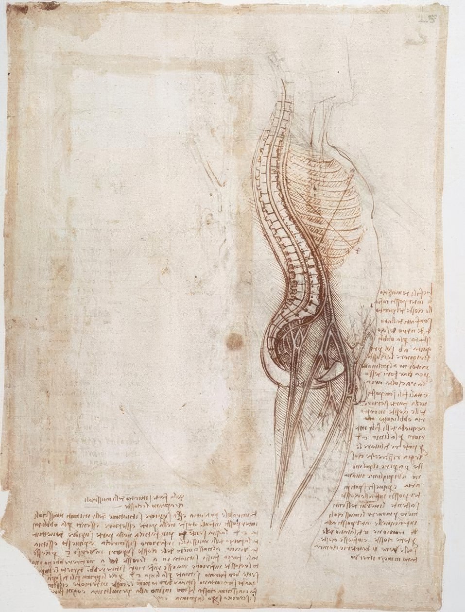 Anatomistudier: Ryggraden ... av Leonardo da Vinci