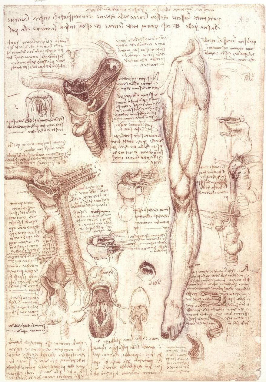 Anatomistudier: tunge, svelg, strupehode og spiserør av Leonardo da Vinci