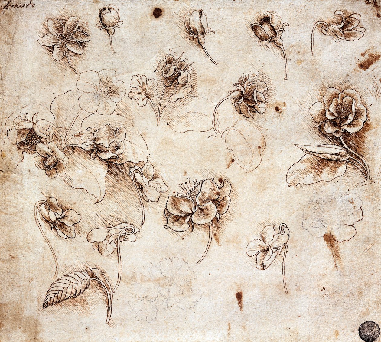 Botanisk bord, tegning 237 (tegning) av Leonardo da Vinci