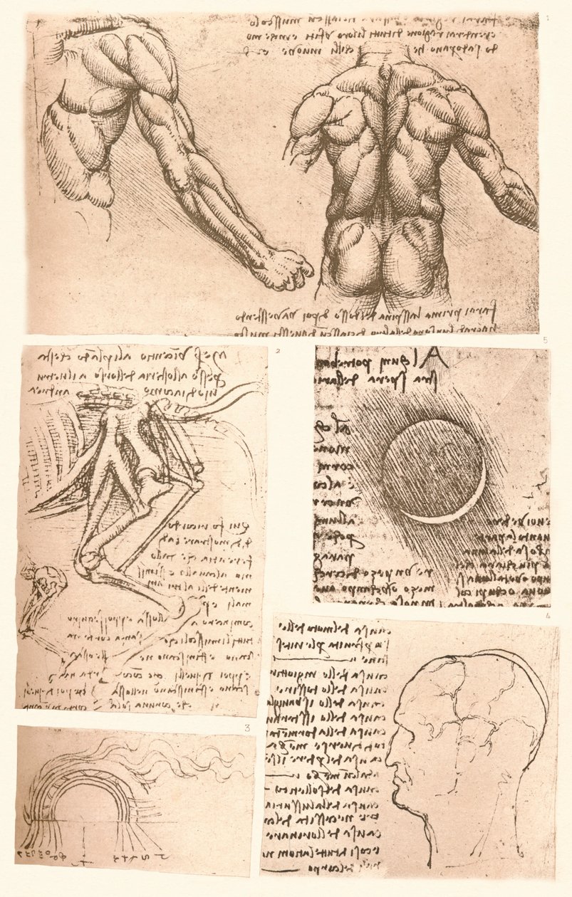 Fire anatomiske tegninger, c1472-c1519 1883 av Leonardo da Vinci