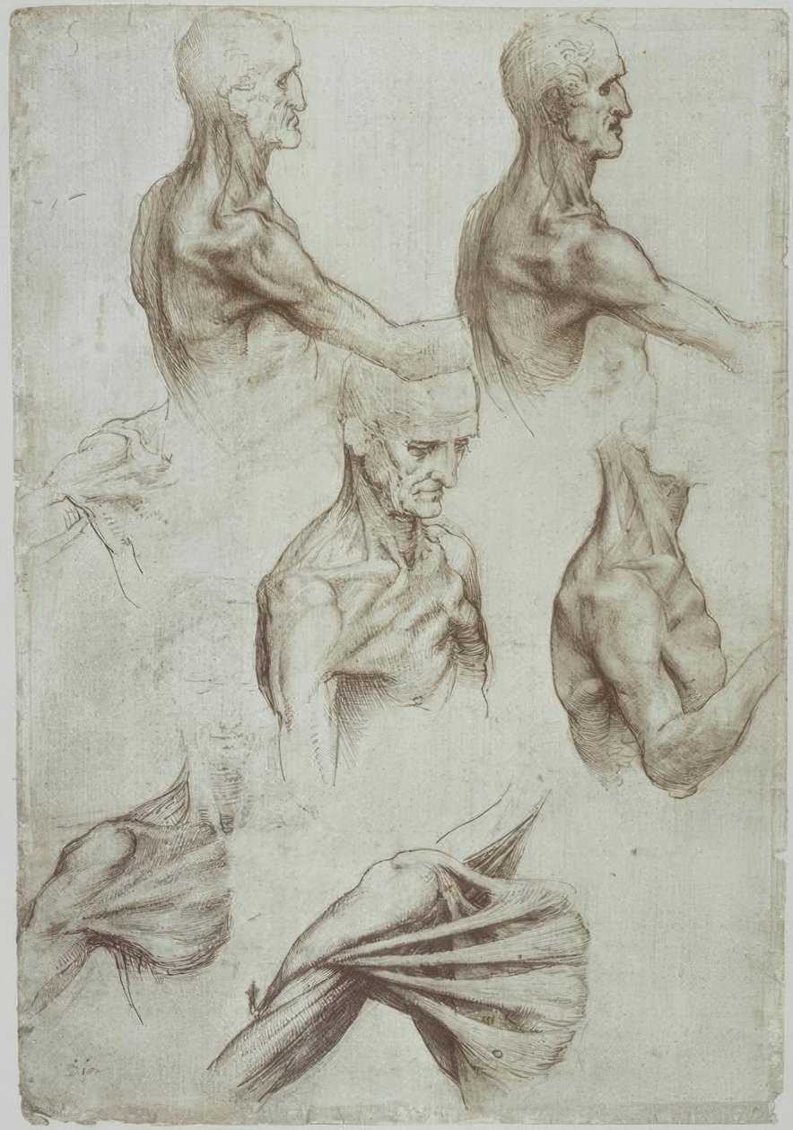 Leonardo / nakke- og skuldermuskler / f. 136v av Leonardo da Vinci