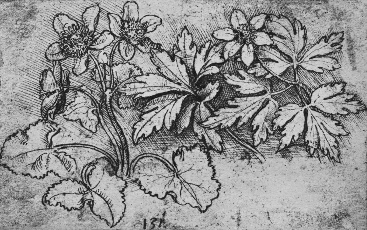 Sketch of a Plant, c1480 1945 av Leonardo da Vinci