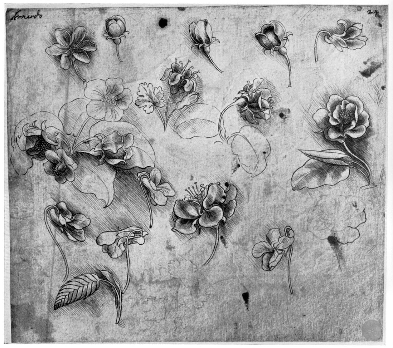 Studie av blomster, c1481-1483 1954. av Leonardo da Vinci