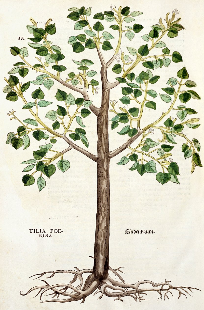 Tilia Lindenbaum, eller Lime Tree, illustrasjon fra 