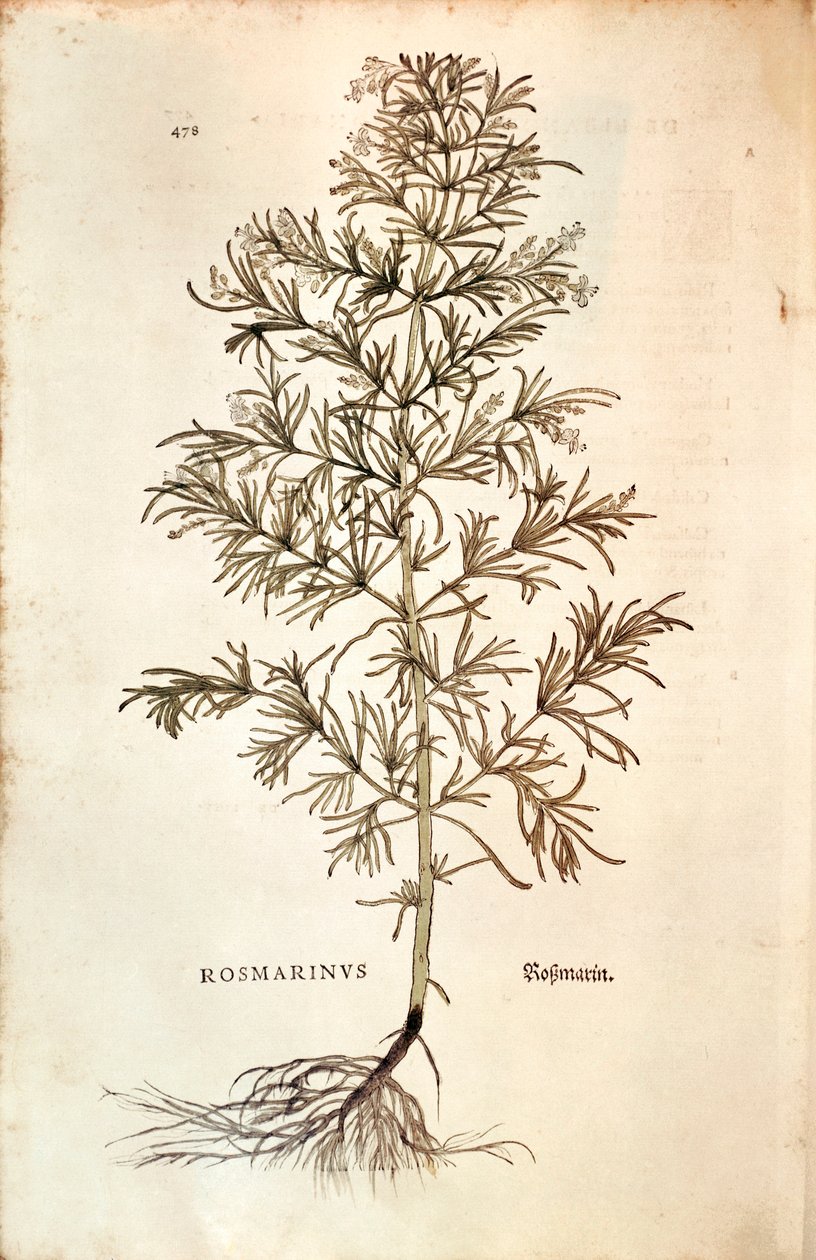Rosmarin, Rosmarinus Officinalis (Rosmarinus). farget gravering av Leonhard Fuchs