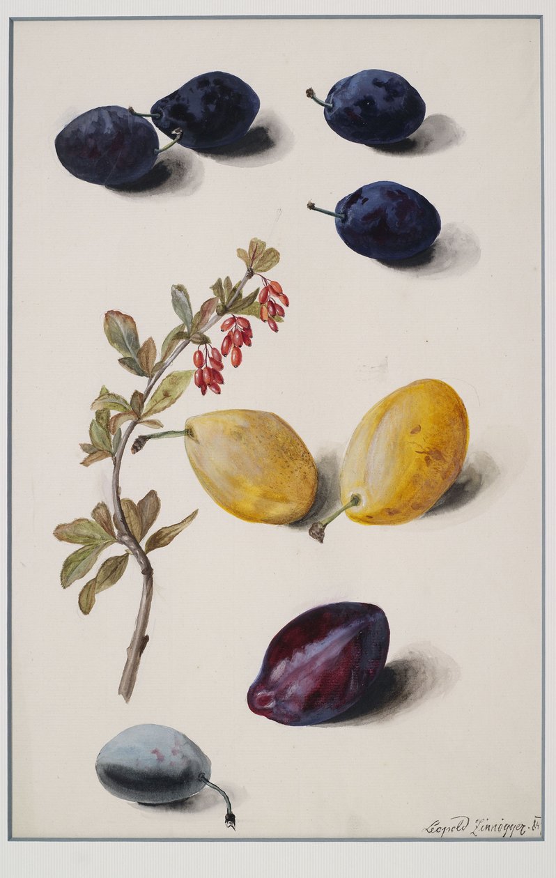 frukt av Leopold Zinnogger