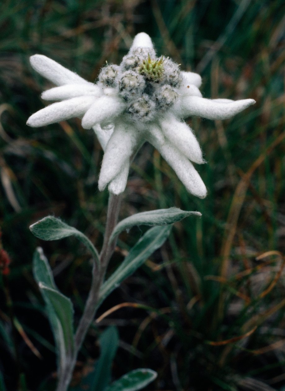 Edelweiss (bilde) av Unbekannt Unbekannt