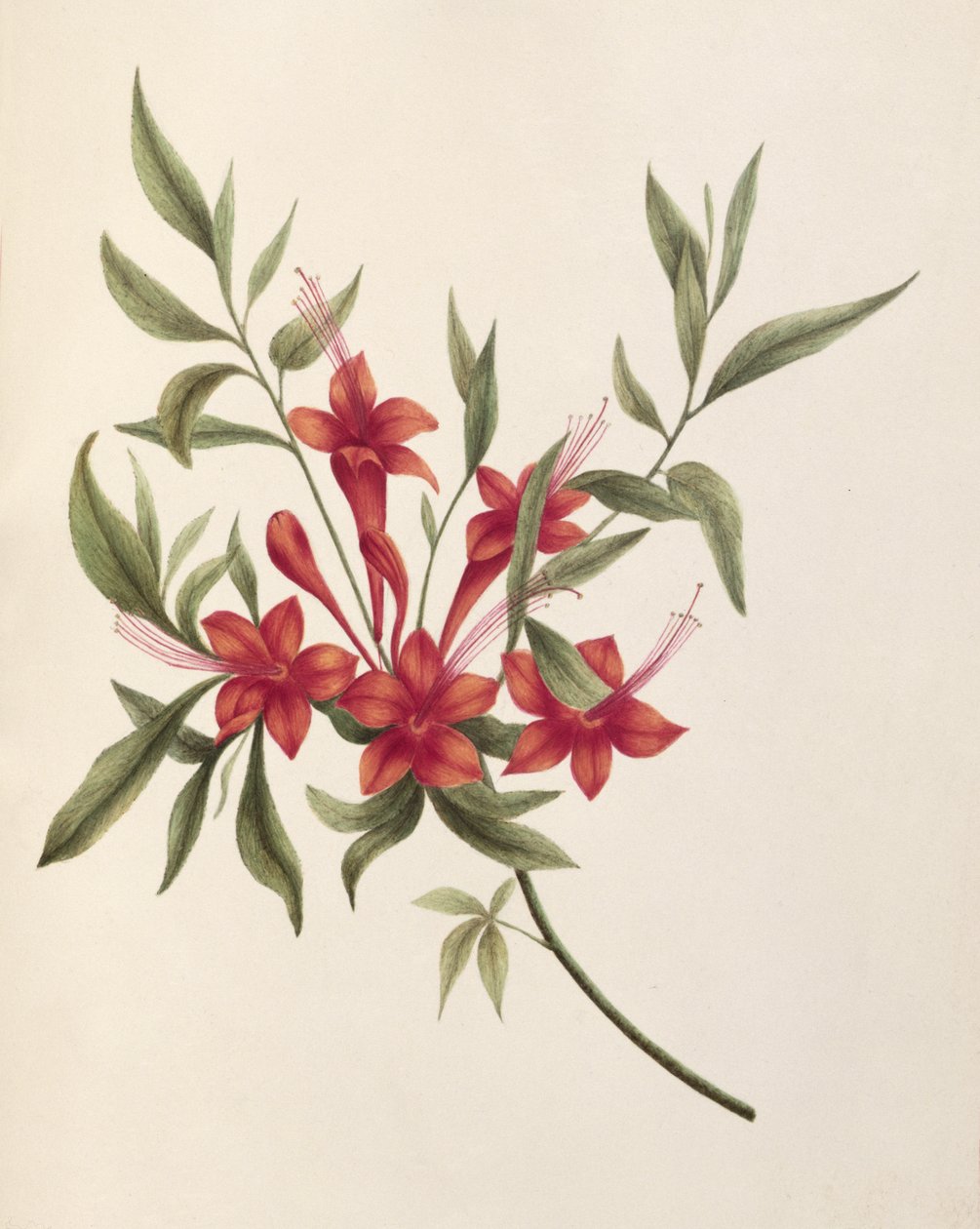 Fuschia av Lili Cartwright