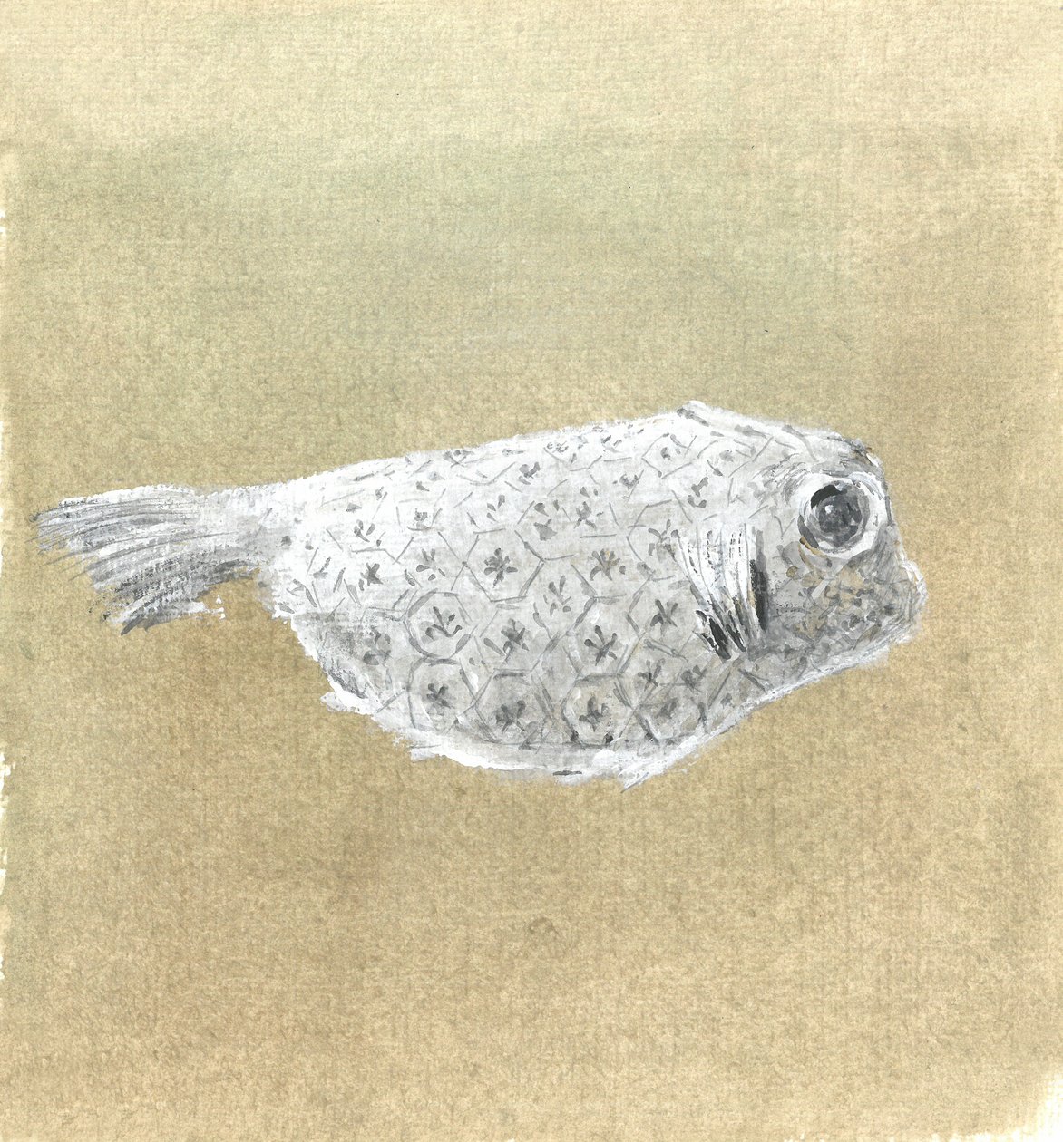 Box Fish, Sri Lanka, 2015 av Lincoln Seligman