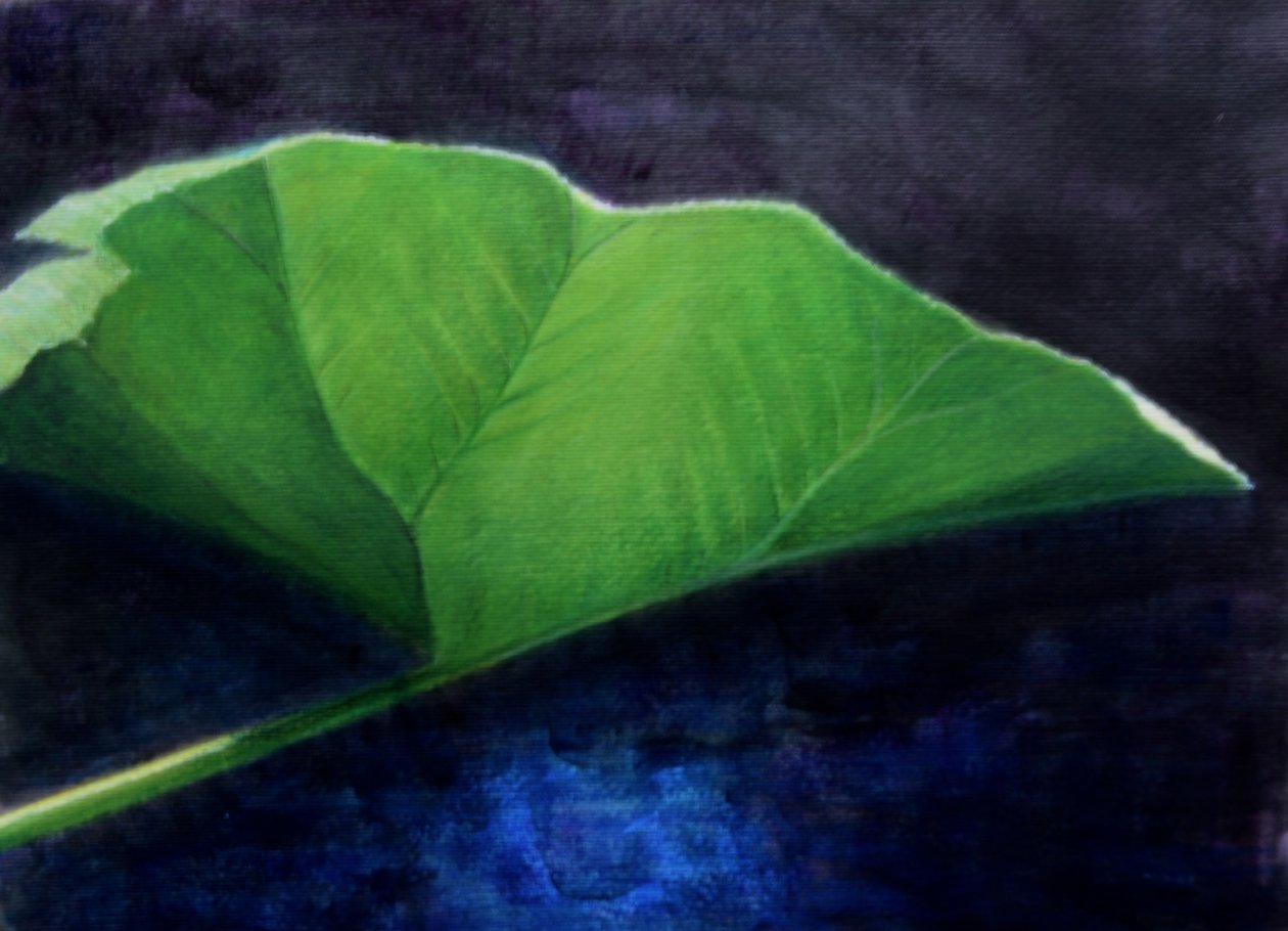 Gunnera Leaf av Lincoln Seligman
