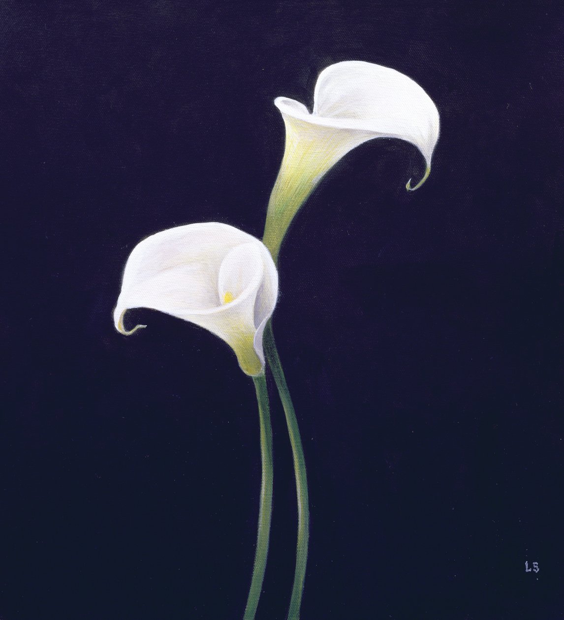 Lily av Lincoln Seligman