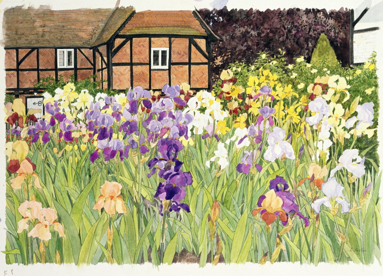 Iris (wc på papir) av Linda Benton
