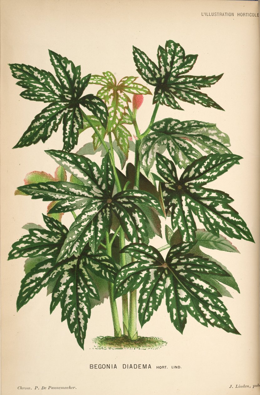 begonia diadem av Linden