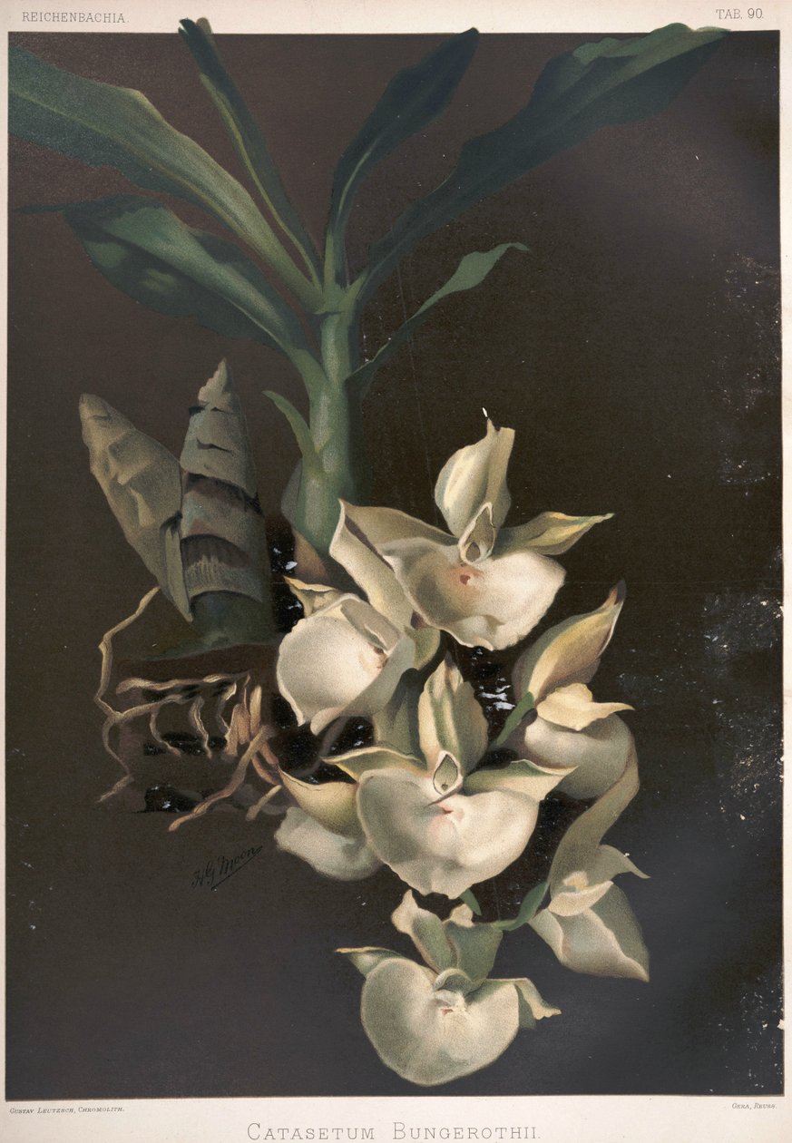 Catasetum pileatum as syn: Catasetum bungerothii av London H. Sotheran and Co.