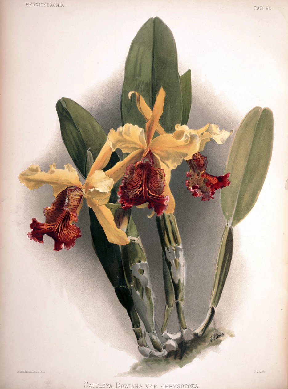 Cattleya dowiana var. aurea as syn .: Cattleya dowiana var. chrysotoxa av London H. Sotheran and Co.