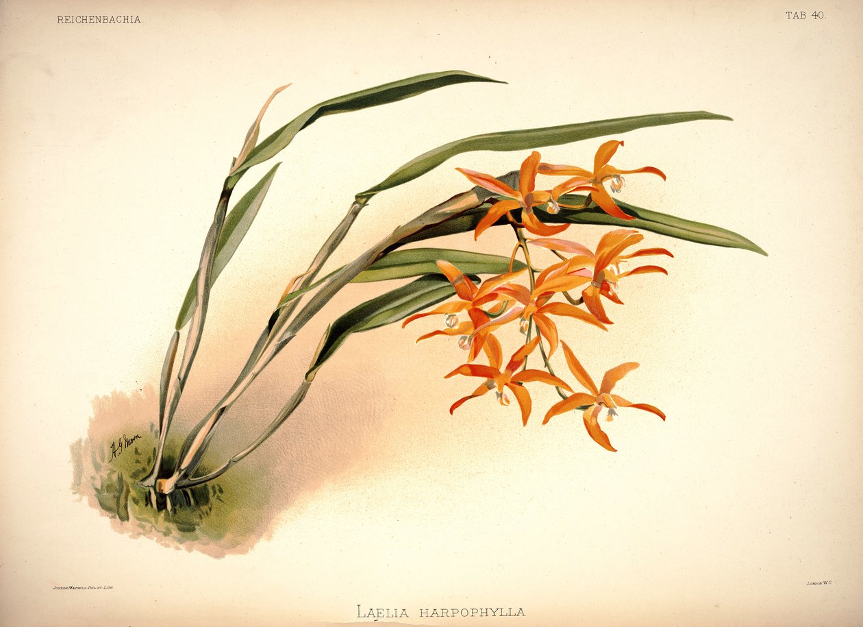 Cattleya harpophylla av London H. Sotheran and Co.
