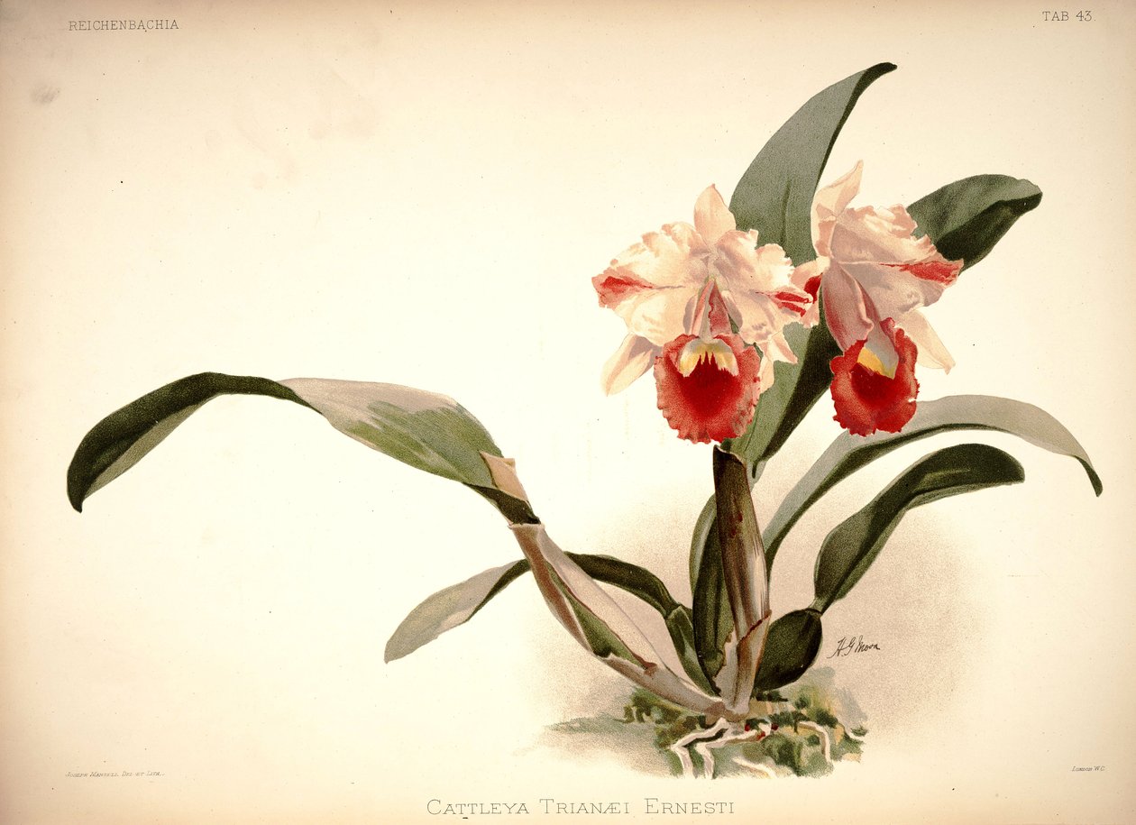 Cattleya trianae av London H. Sotheran and Co.