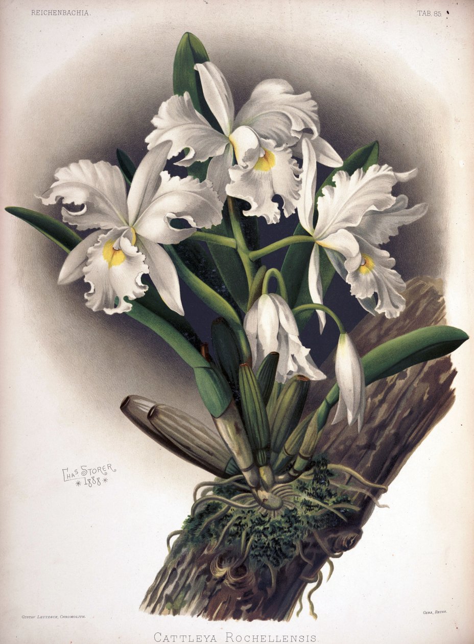 Cattleya warscewiczii as syn: Cattleya warscewiczii f. rochellensis av London H. Sotheran and Co.