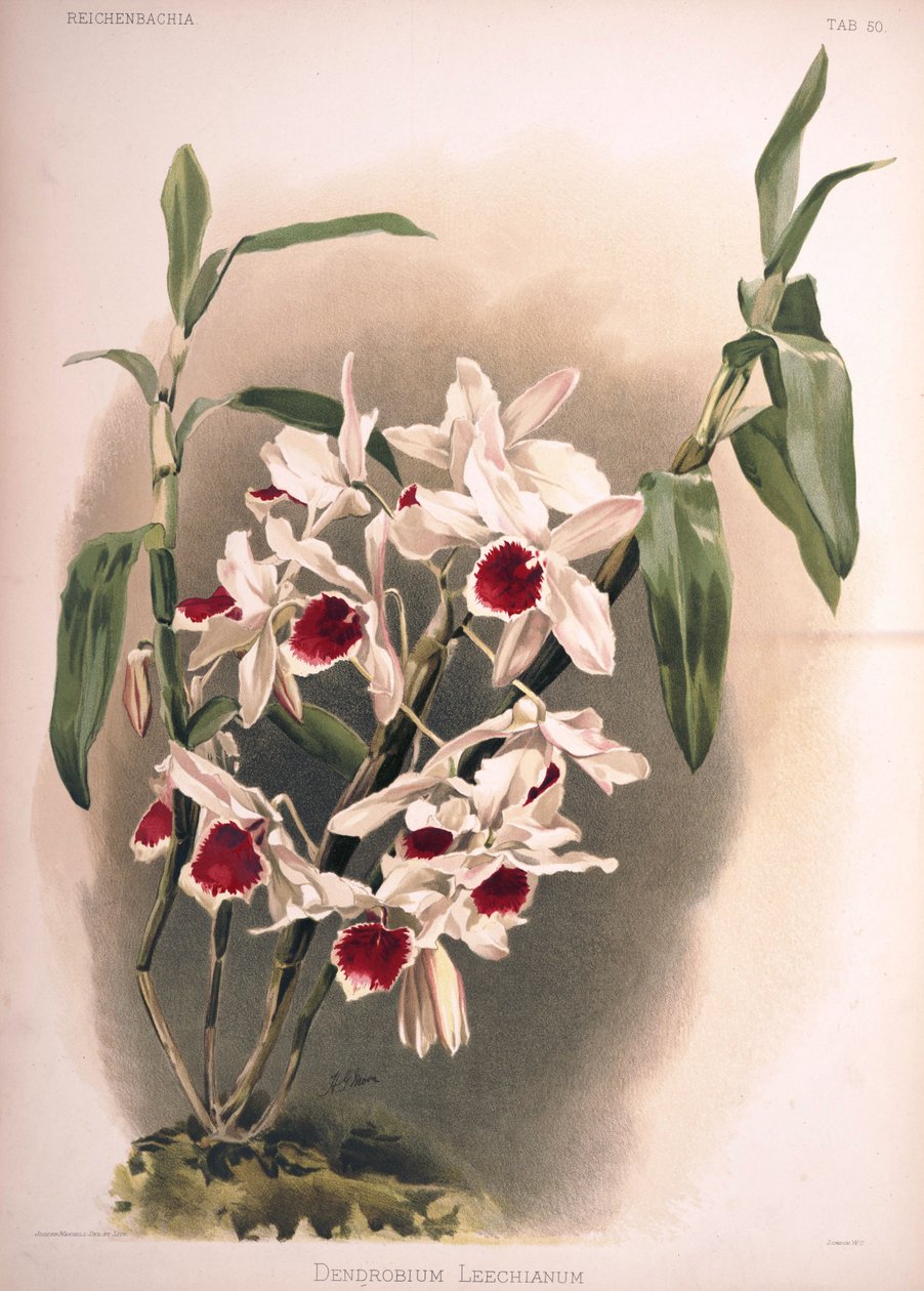 Dendrobium × leechianum av London H. Sotheran and Co.