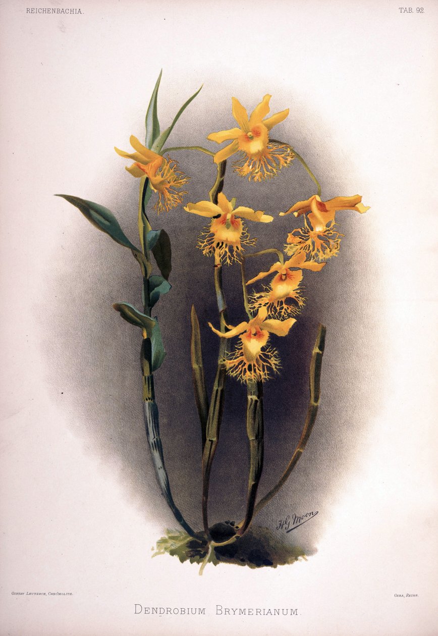 Dendrobium brymerianum av London H. Sotheran and Co.
