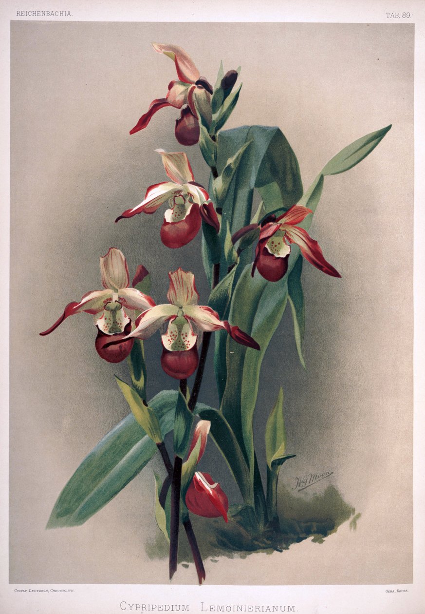 Phragmipedium × sedenii as syn: Cypripedium × lemoinierianum av London H. Sotheran and Co.