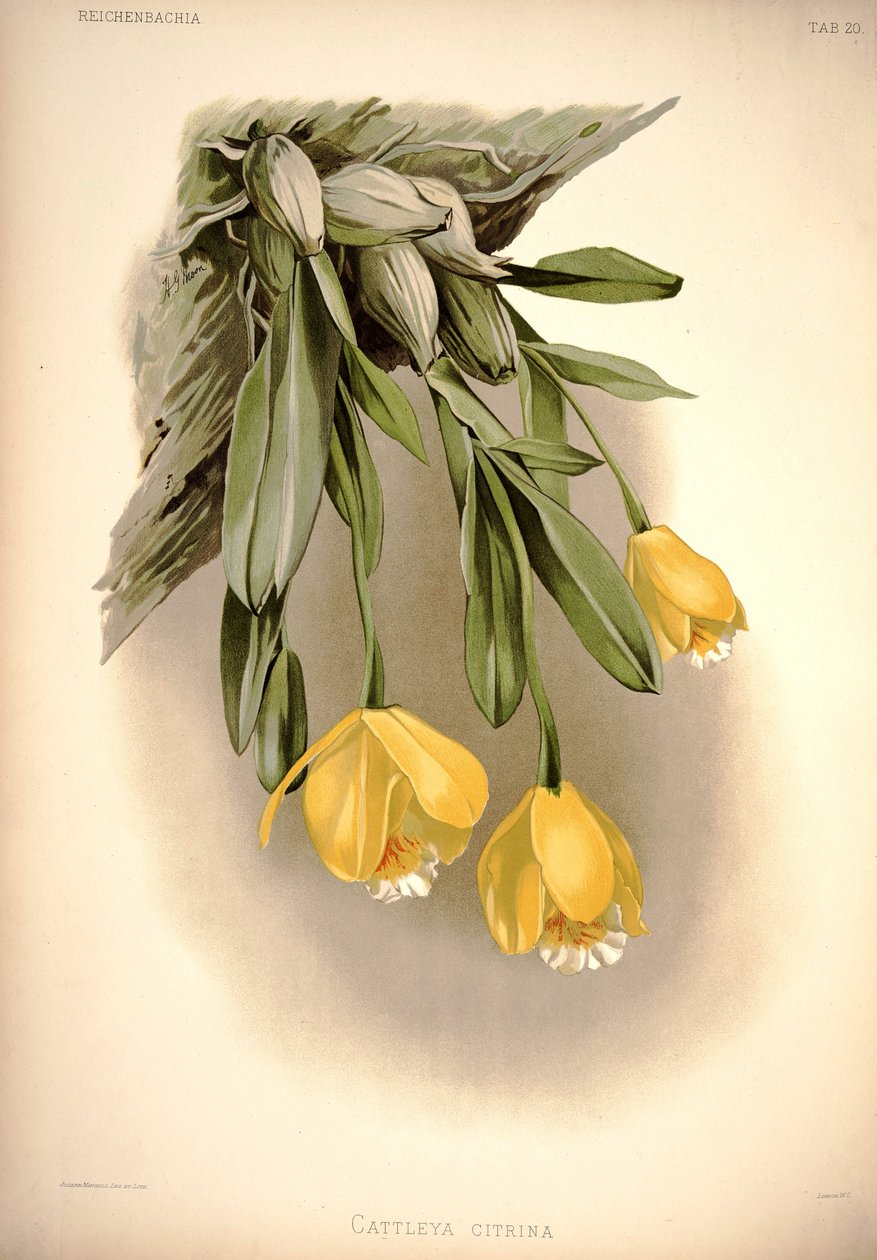 Prosthechea citrina   (som: Cattleya citrina) av London H. Sotheran and Co.