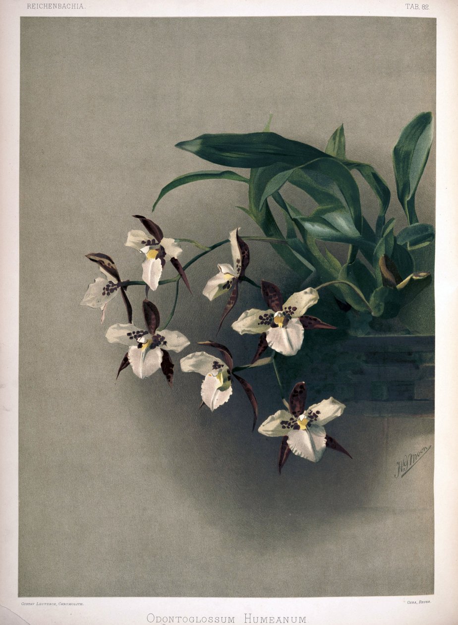 Rhynchostele × humeana som syn: Odontoglossum × humeanum av London H. Sotheran and Co.