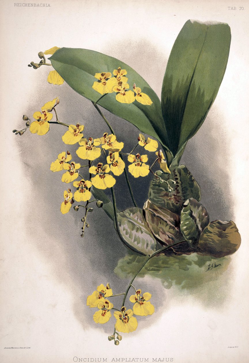 Rossioglossum forsterket som syn .: Oncidium ampliatum var. større av London H. Sotheran and Co.