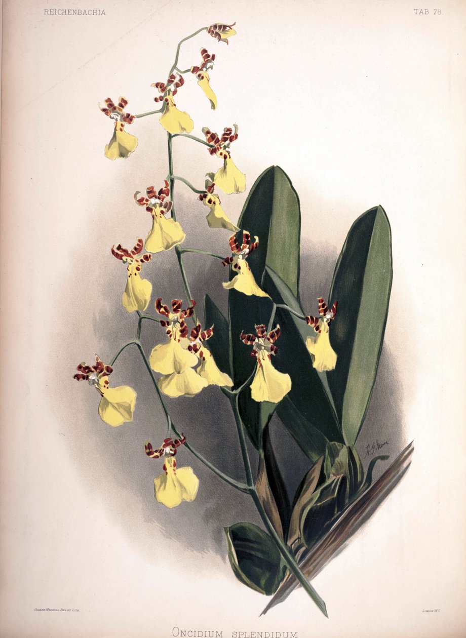 Trichocentrum splendidum as syn .: Oncidium av London H. Sotheran and Co.