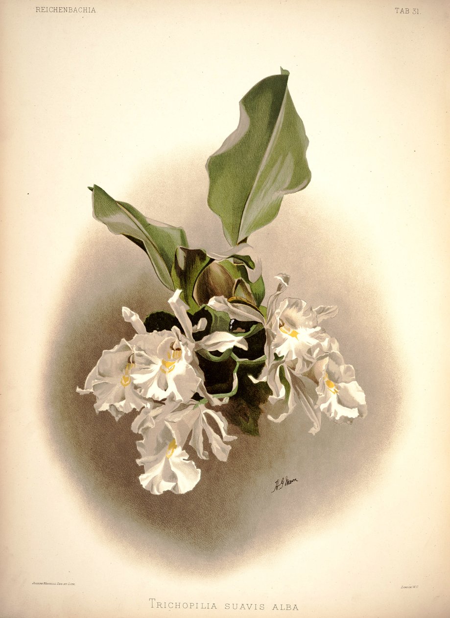 Trichopolis av London H. Sotheran and Co.
