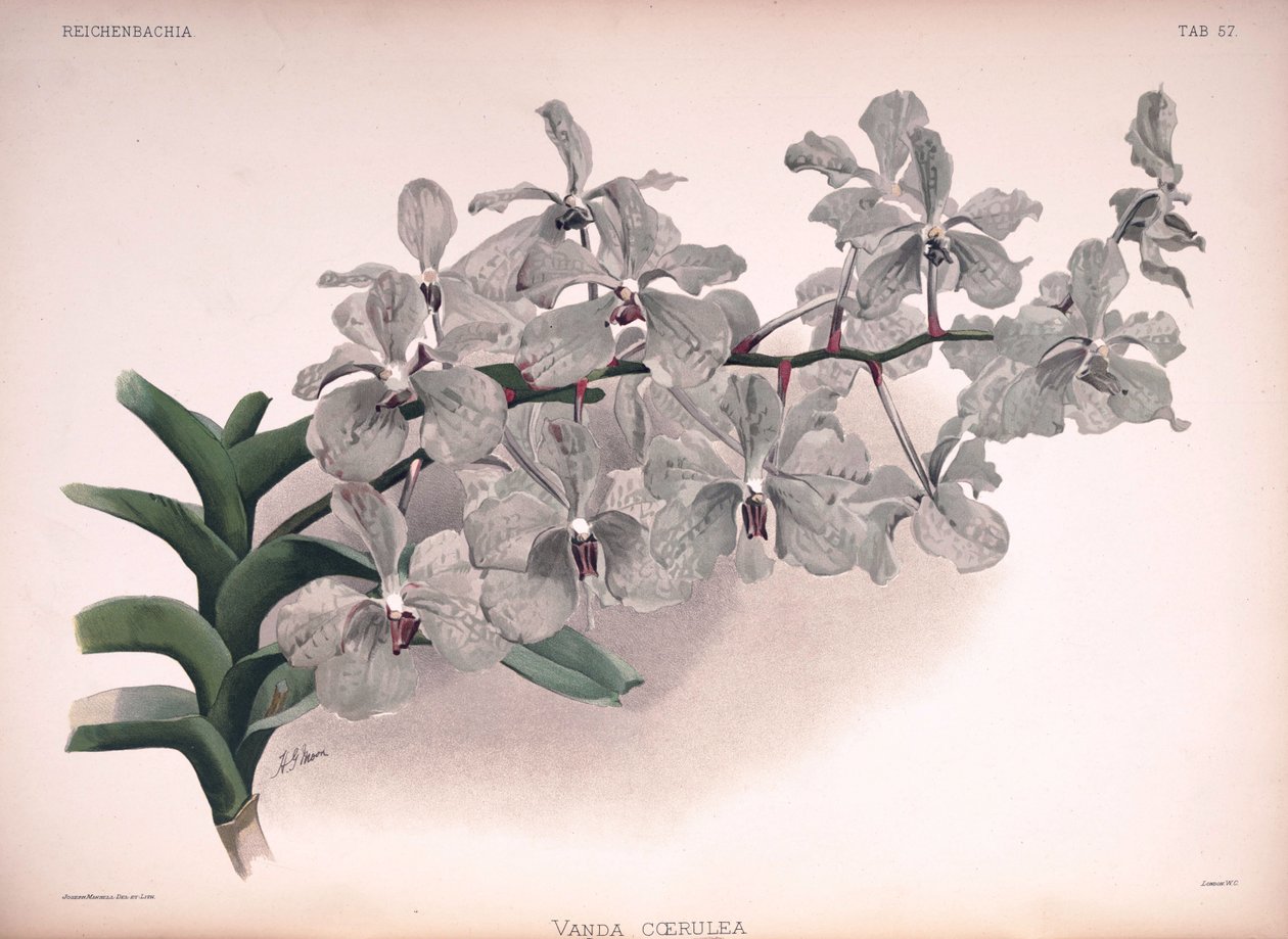 Vanda coerulea av London H. Sotheran and Co.