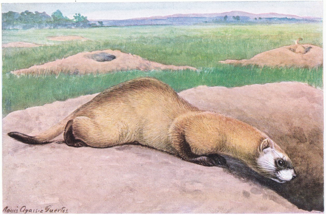 Black Footed Ilder, svart maske, føtter og halespiss, et av Amerikas sjeldneste pattedyr av Louis Agassiz Fuertes