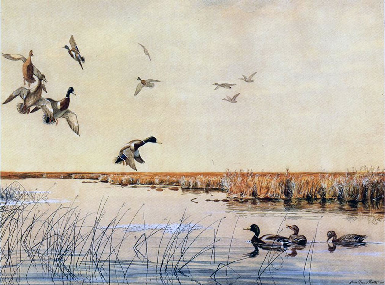 Ducks landing, 1919 av Louis Agassiz Fuertes
