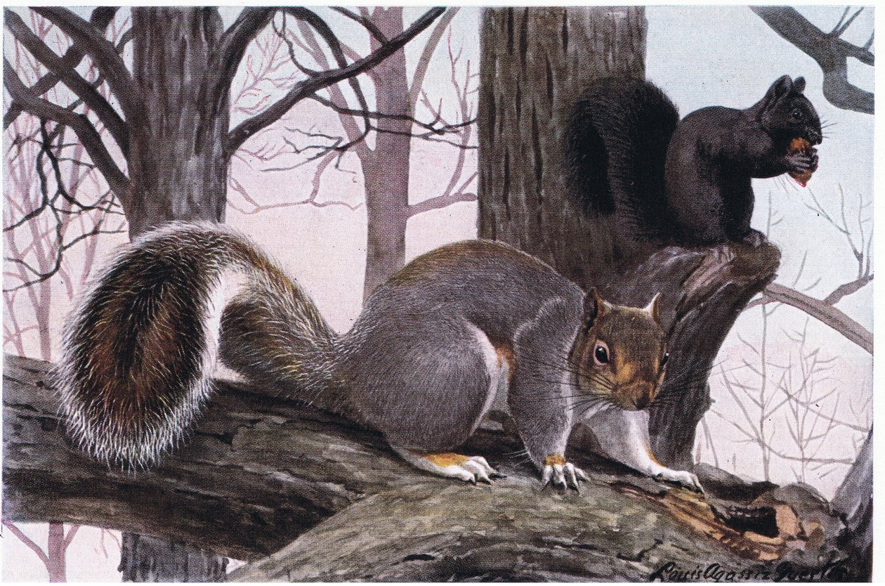 Eastern Grey Squirrel, pelsen er svart og solbrun tippet i hvitt av Louis Agassiz Fuertes
