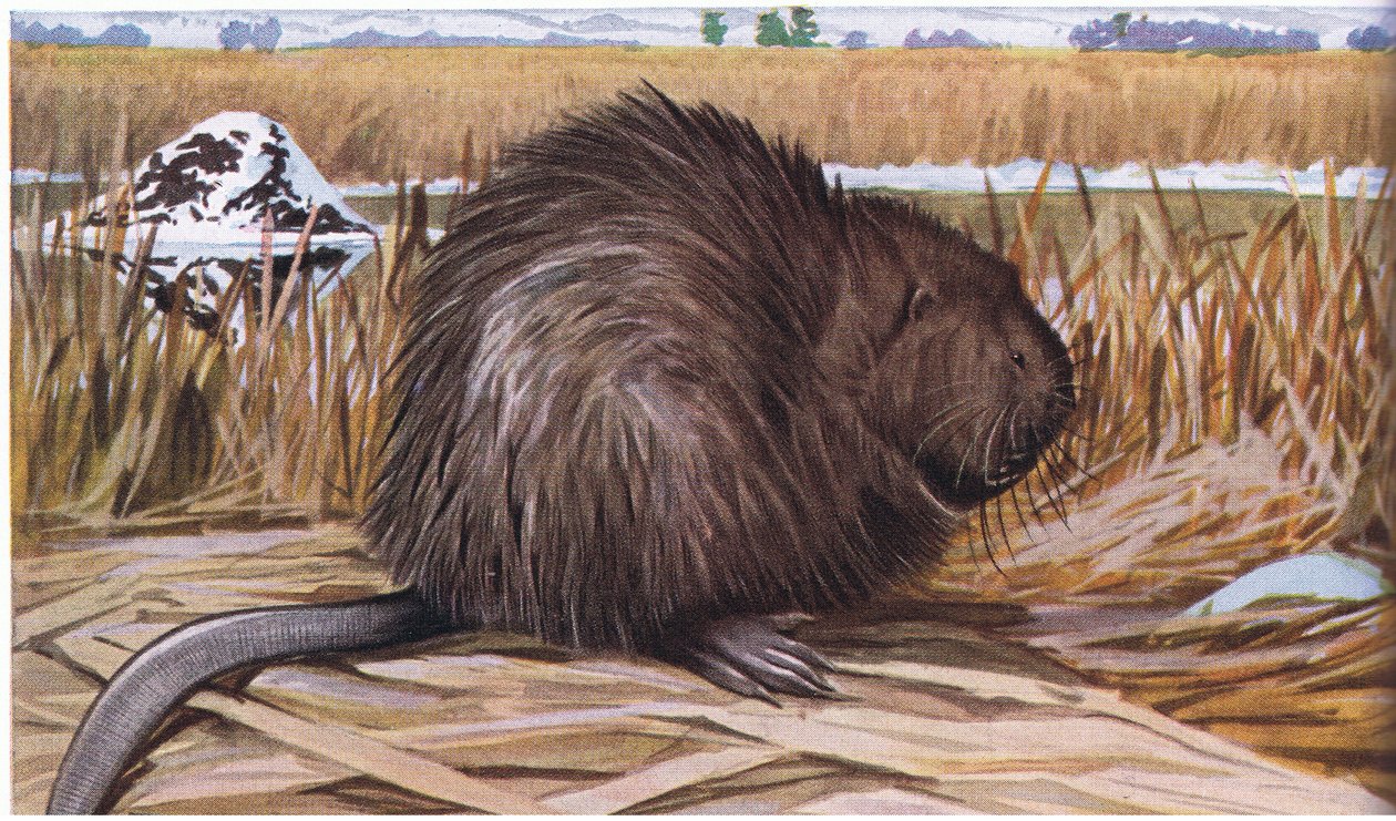 Muskrat bygger et kuppelformet hus av siv av Louis Agassiz Fuertes