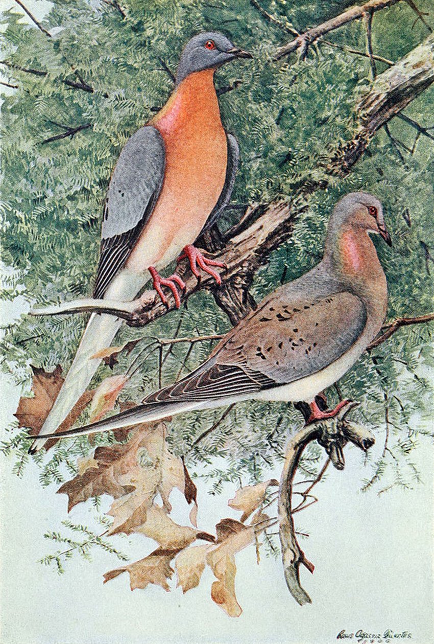 Passasjerduer, 1906 av Louis Agassiz Fuertes