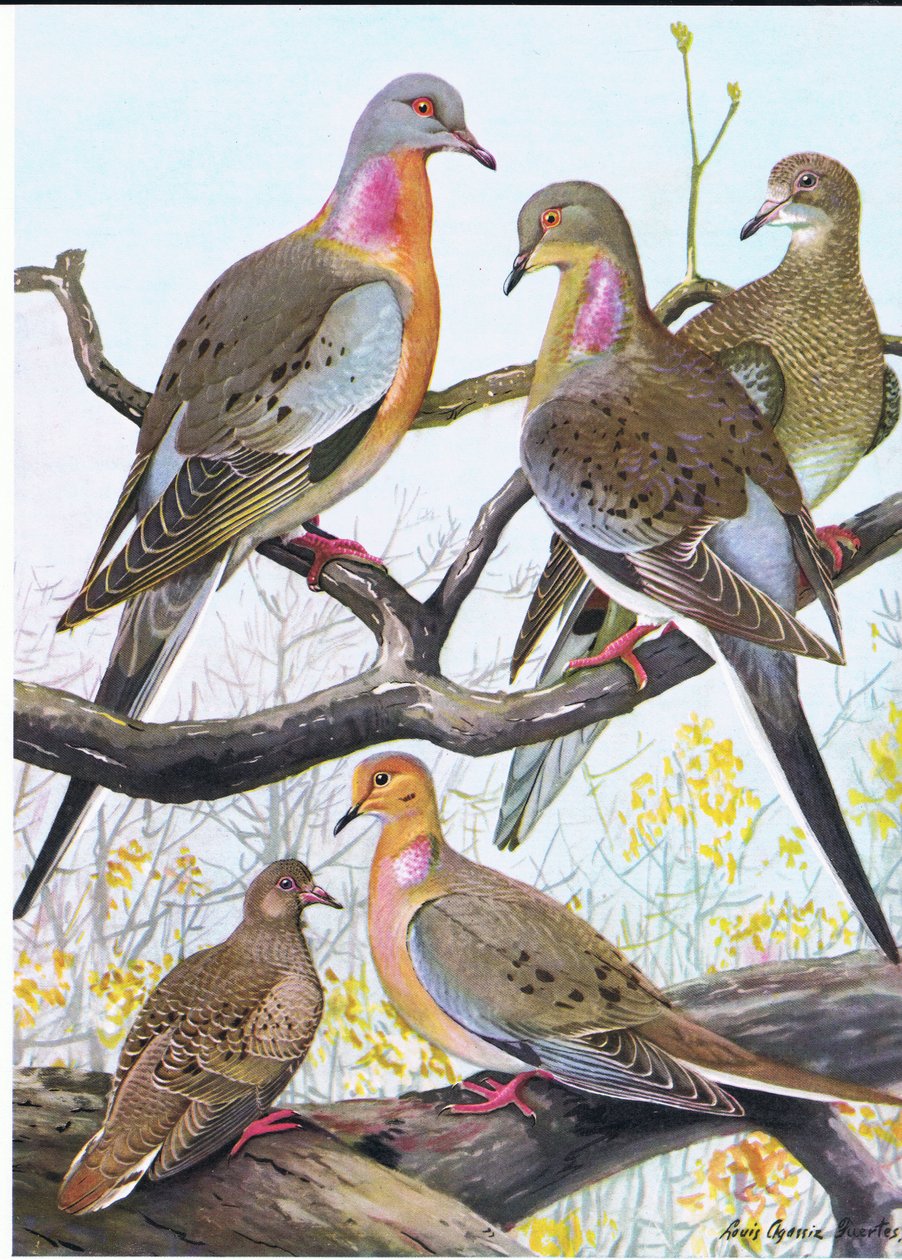 Passasjerdue, Eastern Morning Dove av Louis Agassiz Fuertes