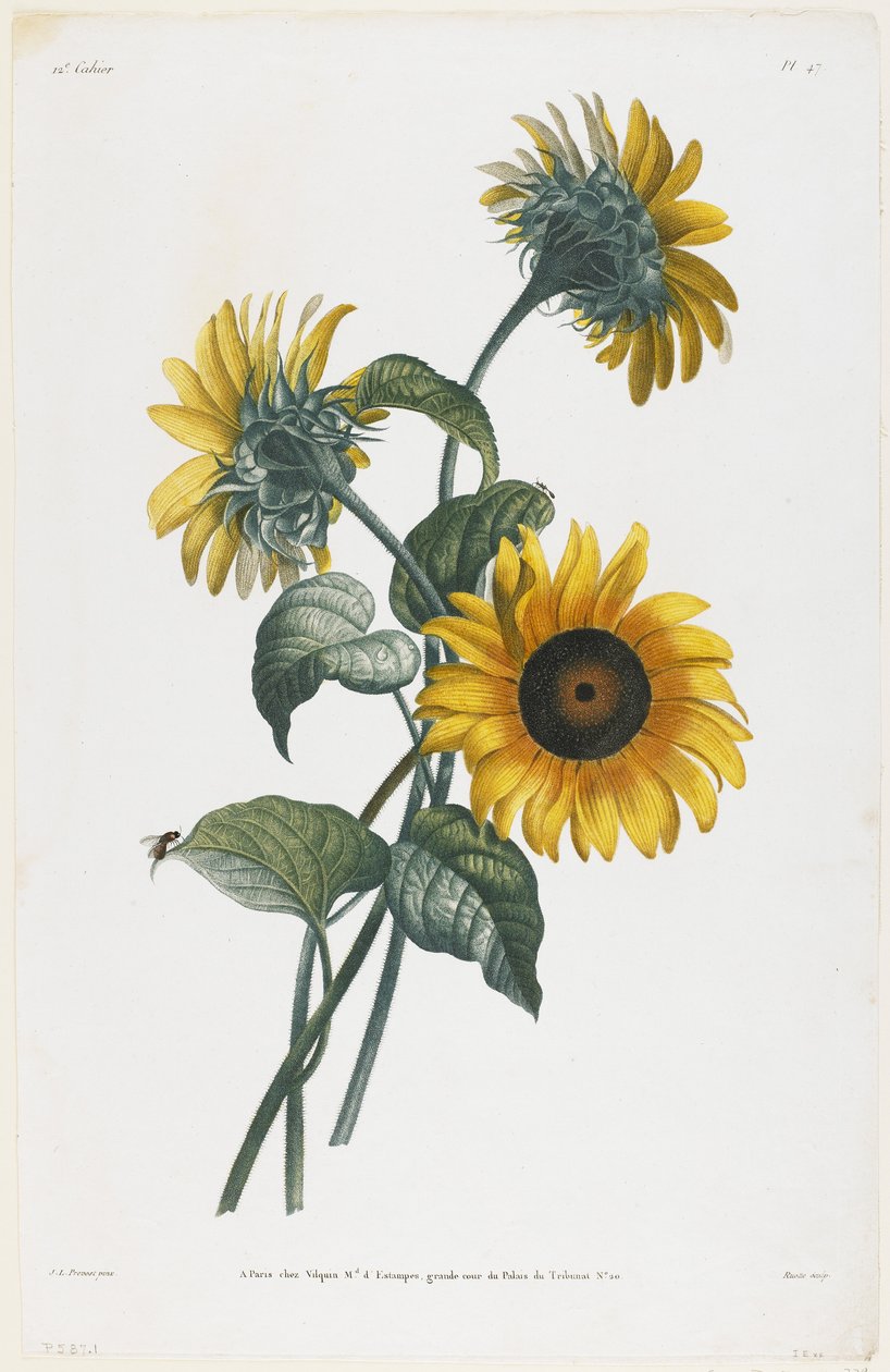Study of Sunflowers, 1805 (stippgravering) av Louis Charles Ruotte