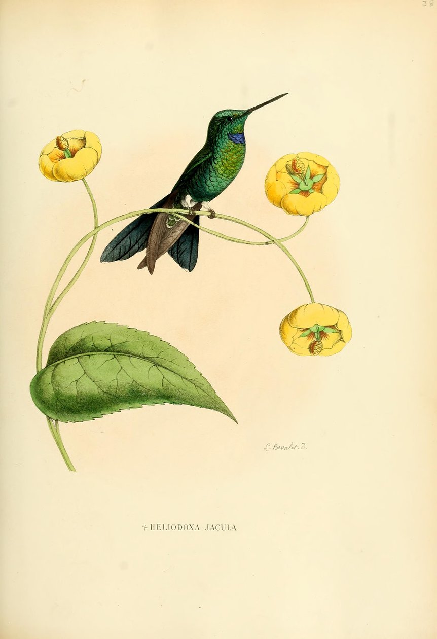 Heliodox dart av Louis Victor Bevalet