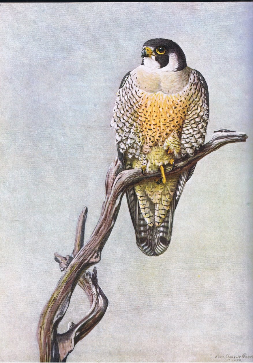 Duck Hawk av Louis Agassiz Fuertes