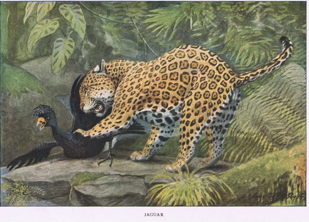 Jaguar av Louis Agassiz Fuertes