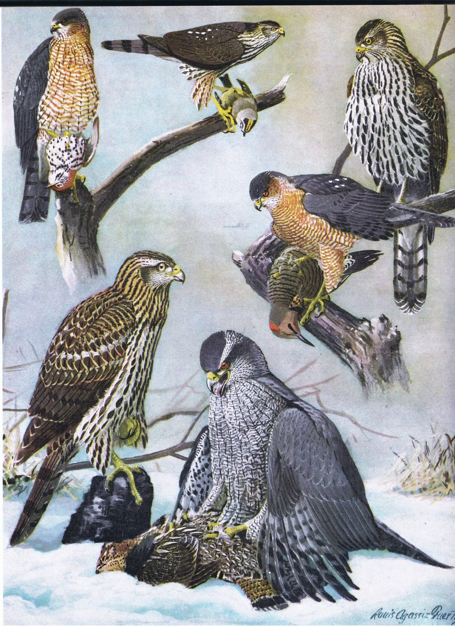 Sharp-Shinned Hawk, Cooper