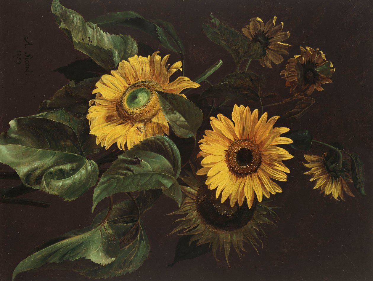 Solsikker, 1839 av Louis Apollinaire Sicard